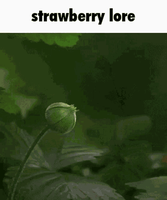 Strawberry Lore GIF