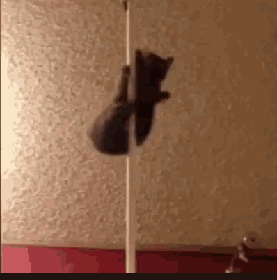 Stripper Poledance GIF