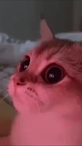 Stunned Cat GIF