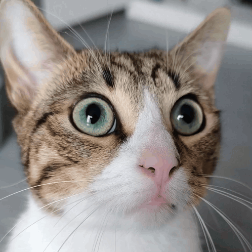 Stunned Stunned Cat GIF