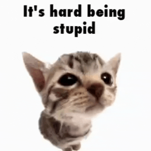 Stupid Cat Meme