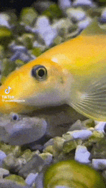 Suck Kiss GIF