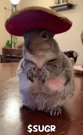 Sugr Squirrel GIF. This 270 x 435 animated GIF is part of our funny squirrel collection. Related themes include squirrel. Created by ARedSquirrel. View the…