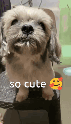 Suji Shih Tzu GIF