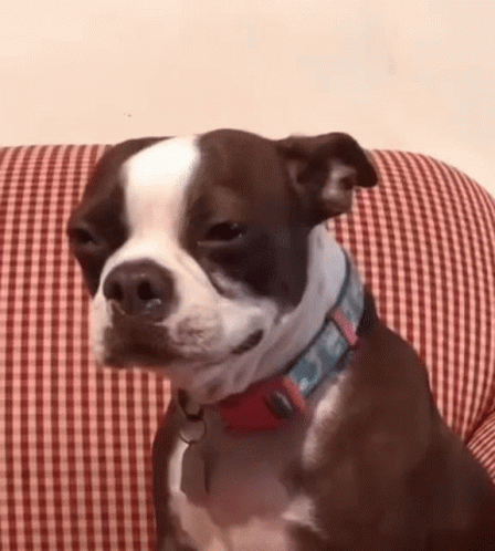 Sullimvs Jinrinotes GIF