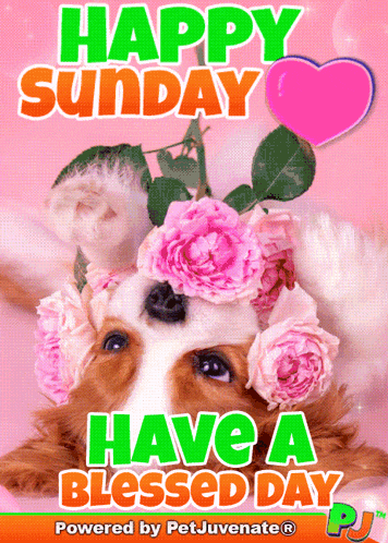 Sunday Before Christmas GIF