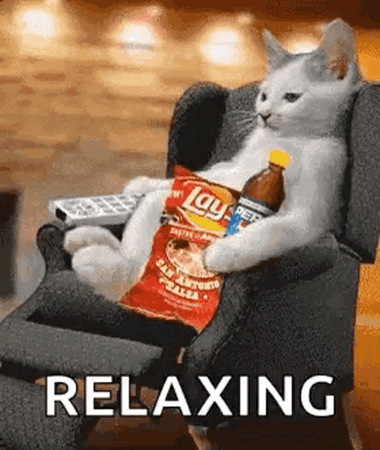 Sunday Cats GIF