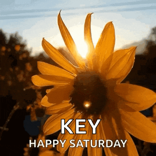 Sunflower Summersolstice GIF