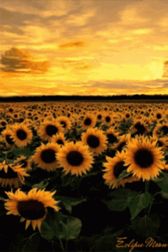 Sunflower GIF. This 331 x 498 animated GIF is part of our fondos de pantalla collection. Created by ravenbird93. View the original animation, share it, or…
