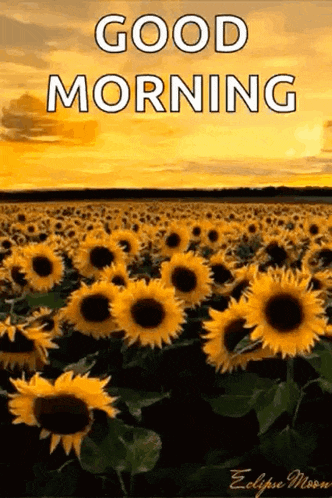 Sunflower Yellow Sky GIF