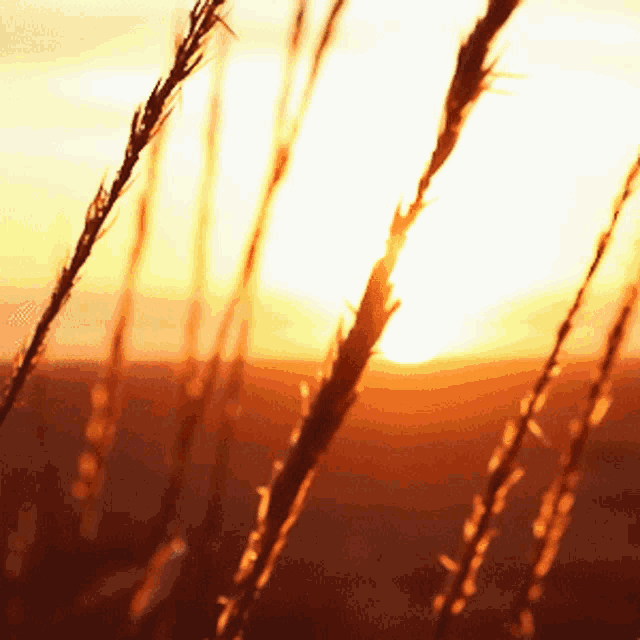 Sunset Nature GIF