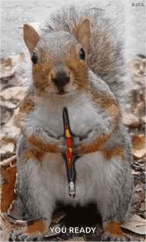 Super Squirrel GIF