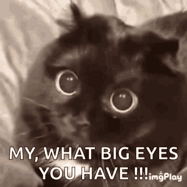 Surprised Cat GIF