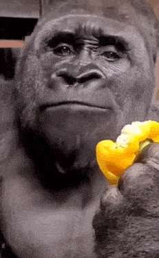 Surprised Shocked GIF