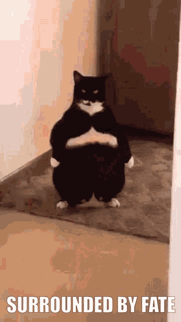 Surrounded By Fate Surrounded By Fate Cant Run Away GIF