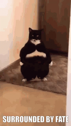 Surrounded By Fate Surrounded By Fate Cant Run Away GIF