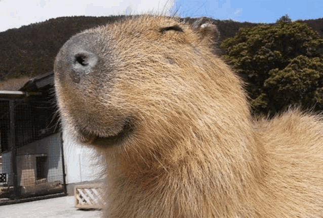 Sus Capybara Meme