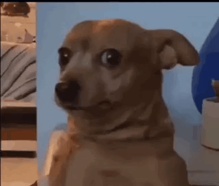 Sus Dog GIF