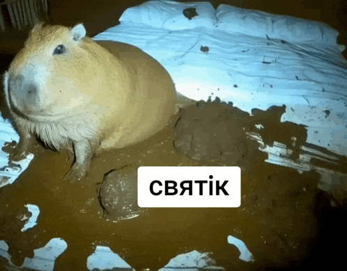 Svyatik Meme