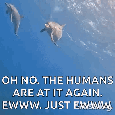 Swimming Dolphins Viralhog GIF