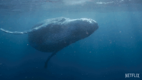 Swimming Our Living World GIF