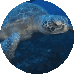 Swimming Turtle Nat Geo Wild Sticker