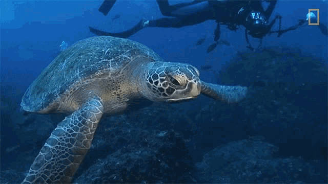 Swimming Turtle Nat Geo Wild GIF