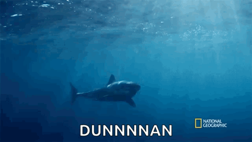 Swimming When Sharks Attack GIF