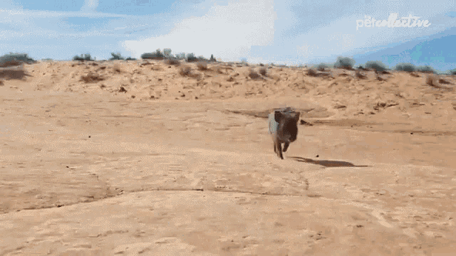 Swinefeld Piglet GIF