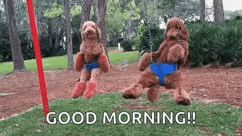 Swinging Funny Animals GIF. This 480 x 270 animated GIF is part of our funny camp collection. Related themes include funny animals. Created by…