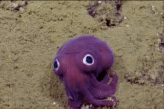 Syromieshi Syro GIF