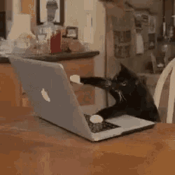 Tô Aqui Anotando Tudo Gatinho GIF