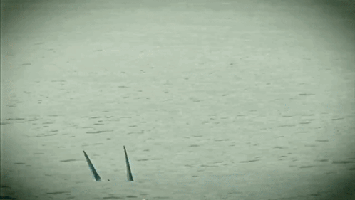 T Paz Vs Shark Hardcore Tano C GIF