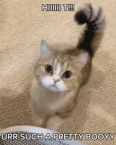T GIF