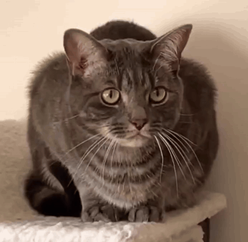 Tabby Cat Feline Hiss GIF