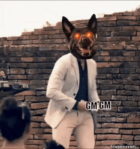 Tabby Xrp Tabby Dog GIF