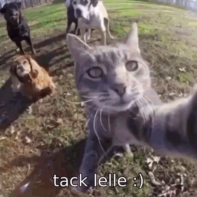 Tack Lelle Lelle GIF