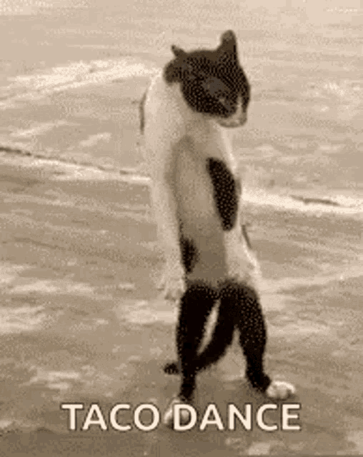 Tacos Taco Dance GIF