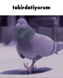 Takır Takır Takır Fam GIF. This 208 x 259 animated GIF is part of our funny pigeon collection. Created by subayadamm. View the original animation, share it…