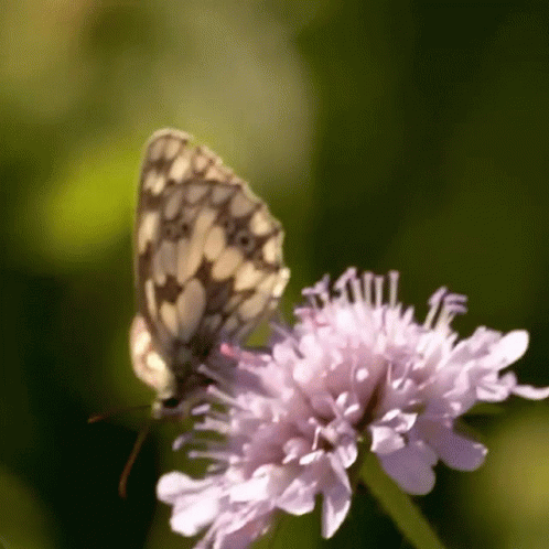 Take Off Robert E Fuller GIF