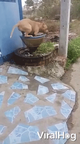 Taking Bath Dog GIF. This 278 x 498 animated GIF is part of our the fountain collection. Created by ViralHog. View the original animation, share it, or…