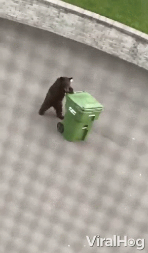 Taking Out Trash Viralhog GIF. This 292 x 498 animated GIF is part of our taking out the trash collection. Related themes include bear. Created by ViralHog…