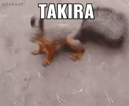 Takira Esquilo GIF