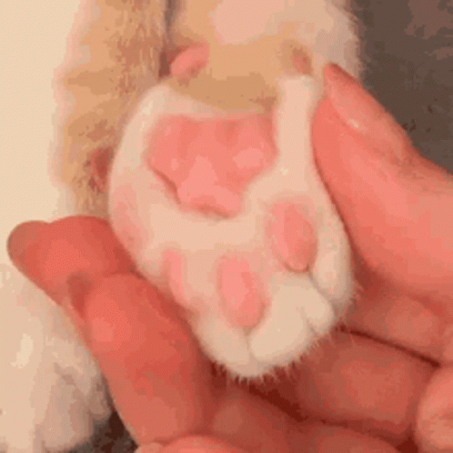 Talk To My Paws GIF