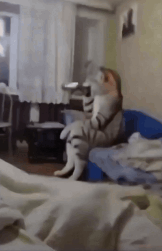 Taller Cat Car Drinking GIF
