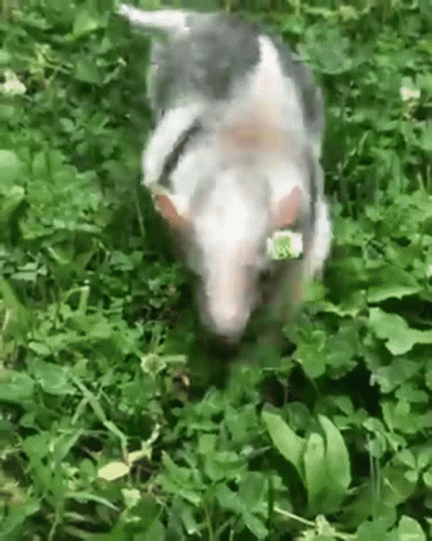 Tamandua Anteater GIF
