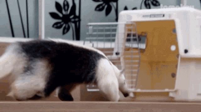 Tamandua Not A Pet GIF