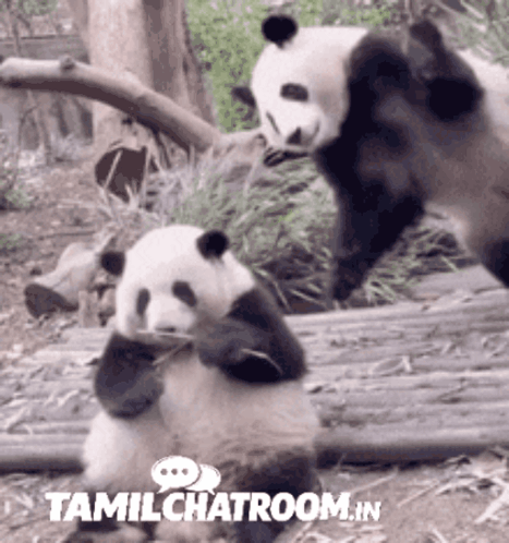 Tamil Chat Room Tcr GIF