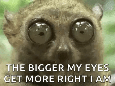 Tarsier Chewing GIF