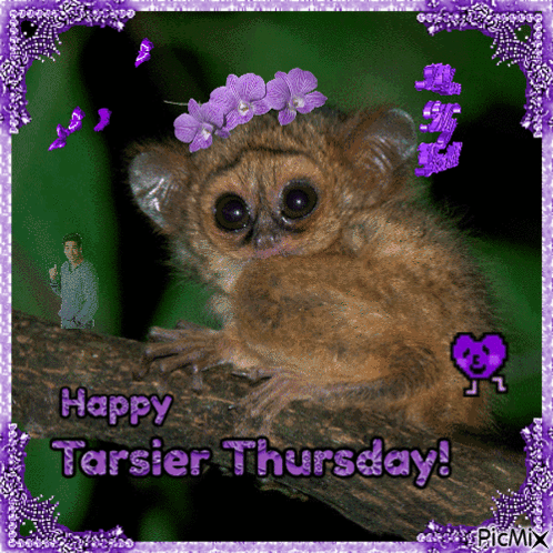 Tarsier Thursday GIF